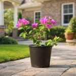 Bougainvillea single coloured plant