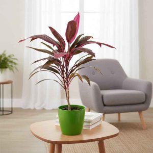 Dracaena Mahatma, Cordyline Terminalis Mahatma plant