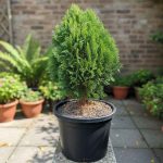 Thuja (Vidhya) Plant