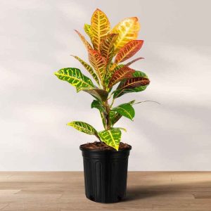 Croton Apple Leaf Plant