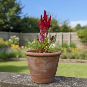 Cockscomb plant