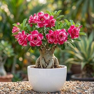 Adenium <span class="pot-tag">Plant Only</span>