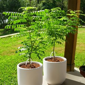 Neem <span class="pot-tag">Plant Only</span>