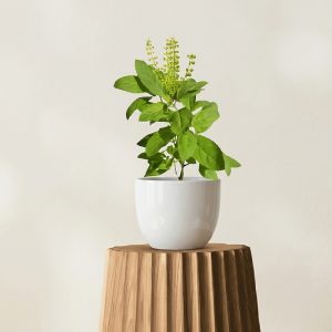 Ram Tulsi <span class="pot-tag">Plant Only</span>