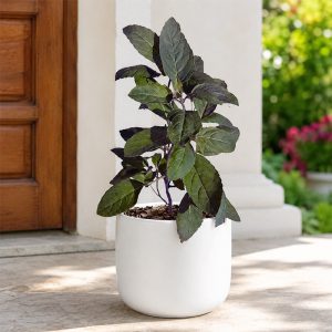 Shyam Tulsi <span class="pot-tag">Plant Only</span>