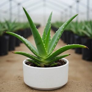 Aloe Vera <span class="pot-tag">Plant Only</span>