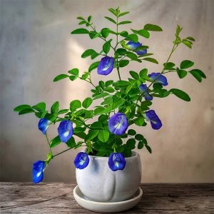 Aparajita <span class="pot-tag">Plant Only</span>