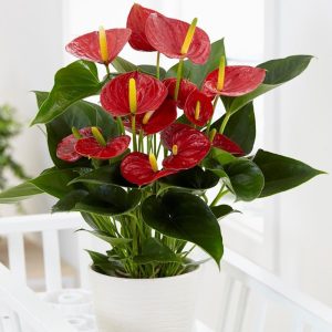 Anthurium <span class="pot-tag">Plant Only</span>
