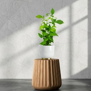 Bilipatra (Bael) <span class="pot-tag">Plant Only</span>