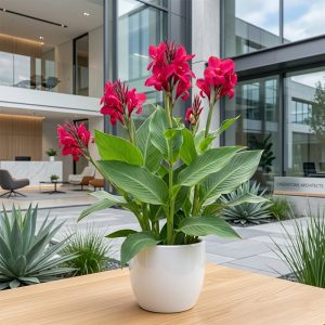 Kena <span class="pot-tag">Plant Only</span>