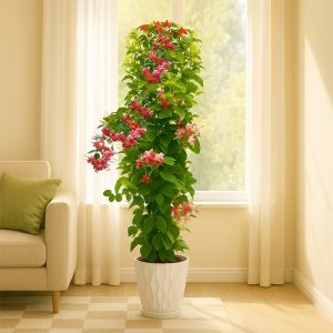 Madhumalti <span class="pot-tag">Plant Only</span>