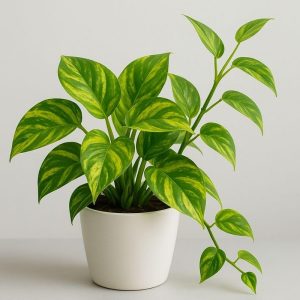 Money Plant <span class="pot-tag">Plant Only</span>