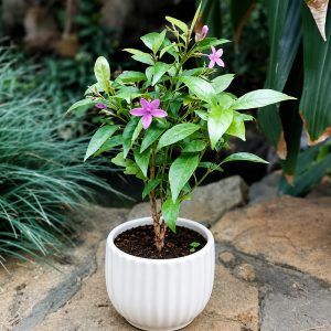 Purple Tagar <span class="pot-tag">Plant Only</span>