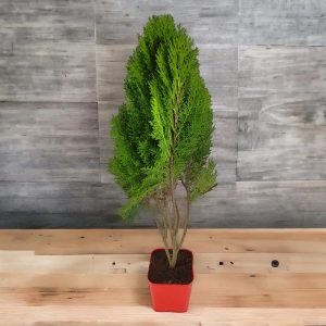 Vidhya Palm (Small) <span class="pot-tag">Plant Only</span>