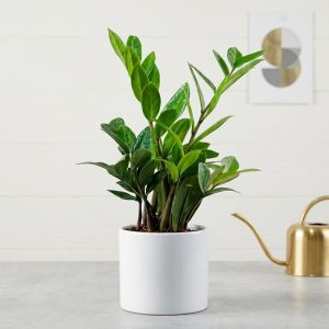 ZZ Plant <span class="pot-tag">Plant Only</span>