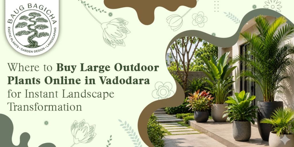 Buy large outdoor plants online in Vadodara