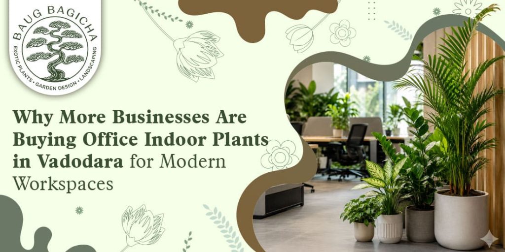Buy office indoor plants in Vadodara