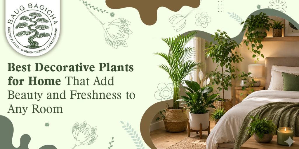 Decorative plants for home in Vadodara
