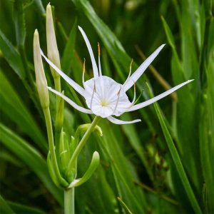 White Spider lily Plant
