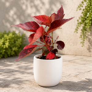 Acalypha Plant