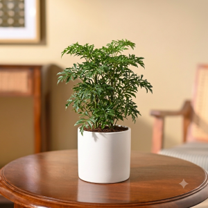 Aralia Plant