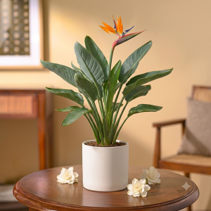 Bird of Paradise Plant