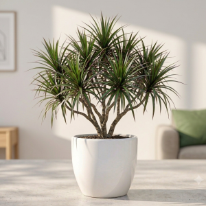 Dracaena Plant