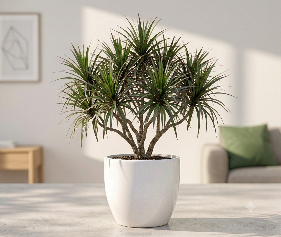 Dracaena Plant