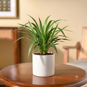 Green Tea Plant