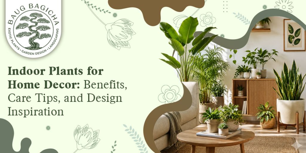 decorative plants for home in Vadodara