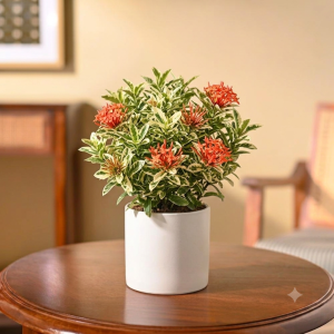 Variegated Ixora