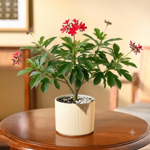 Jatropha Plant