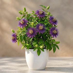 Krishna Vine Plant