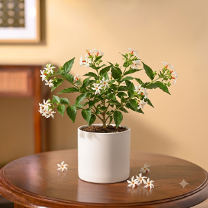 Parijat / Harsingar Plant