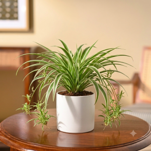 Spider Plant