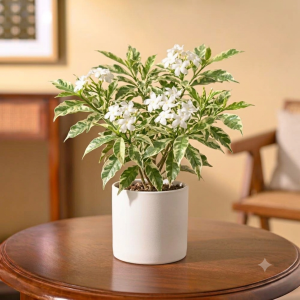 Variegated Tagar Plant