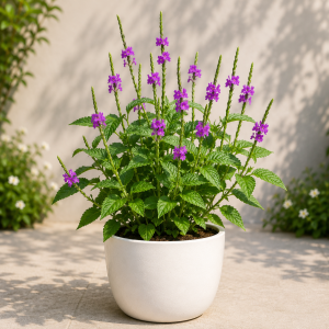 Tarpeta Plant