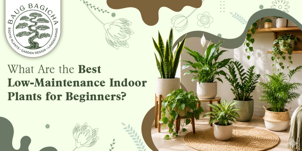 Indoor plants online in Vadodara