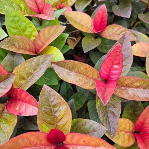 Eranthemum Plant