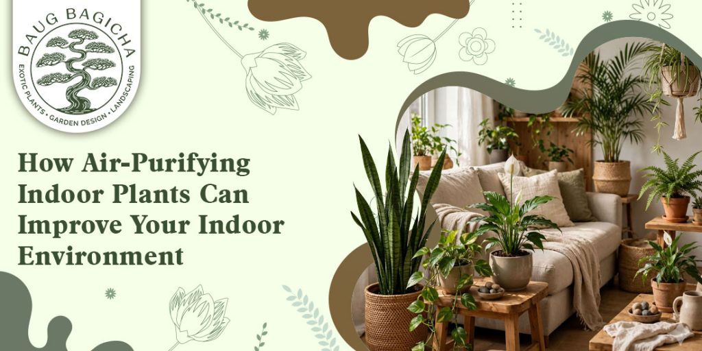 Buy indoor plants online in Vadodara