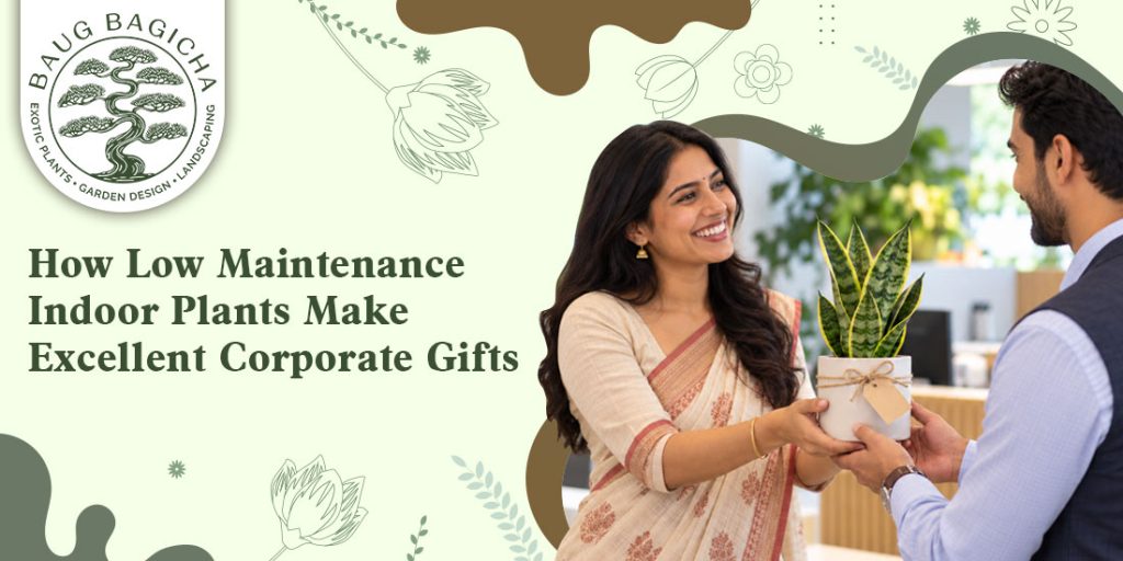 Corporate plant gifts in Vadodara