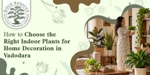 Right indoor plants for home decoration in Vadodara