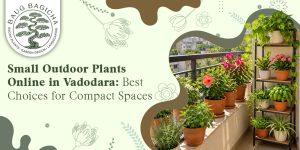 outdoor plants for home in Vadodara