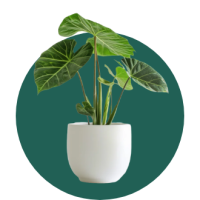 Large Outdoor Plants