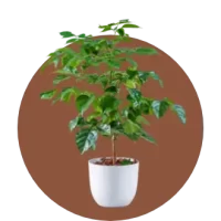 Medium Outdoor Plants