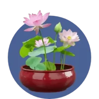 Small Outdoor Plants